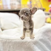 cuccioli di chihuahua toy | Foto 2