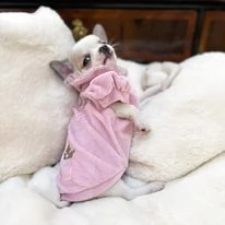 cuccioli di chihuahua toy | Foto 1
