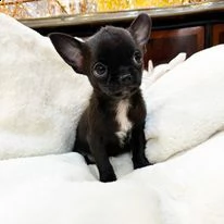 cuccioli di chihuahua toy | Foto 0