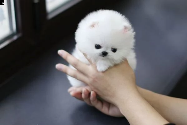 cuccioli di bellisimo pomerania toy