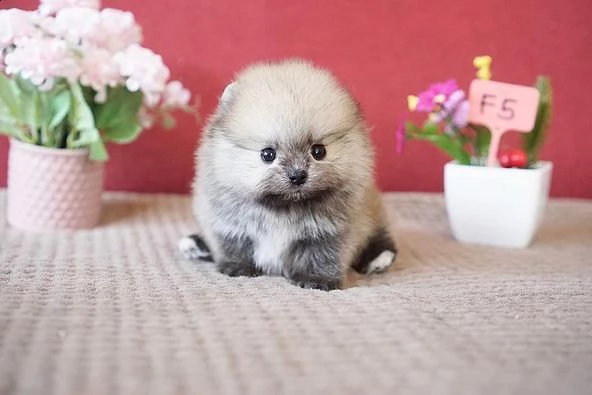 cuccioli di bellisimo pomerania toy | Foto 1