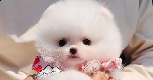 cuccioli di bellisimo pomerania toy | Foto 0
