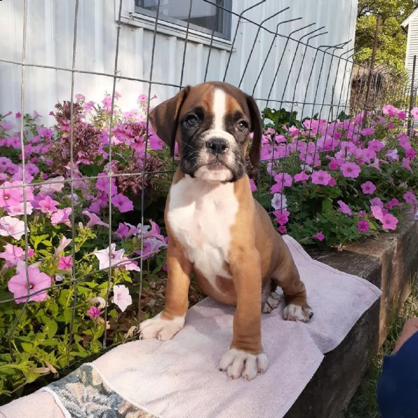 cuccioli di boxer 