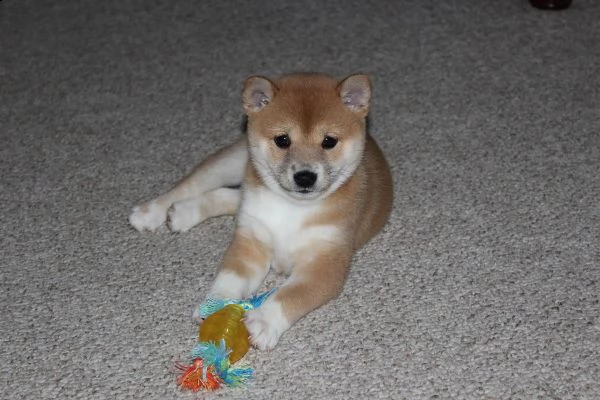 cuccioli di shiba inu