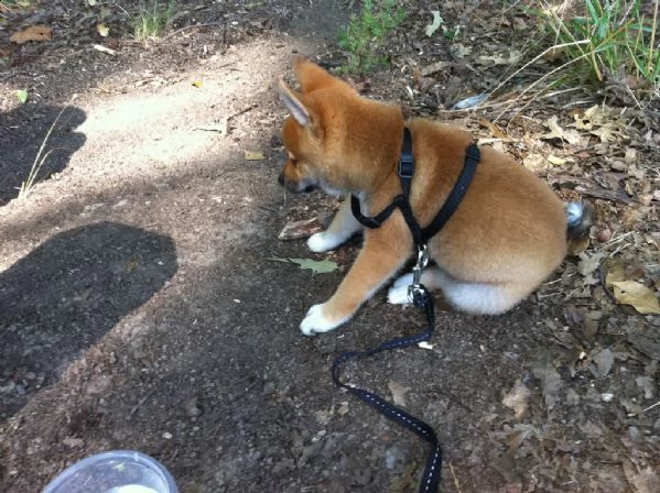 cuccioli di shiba inu | Foto 0