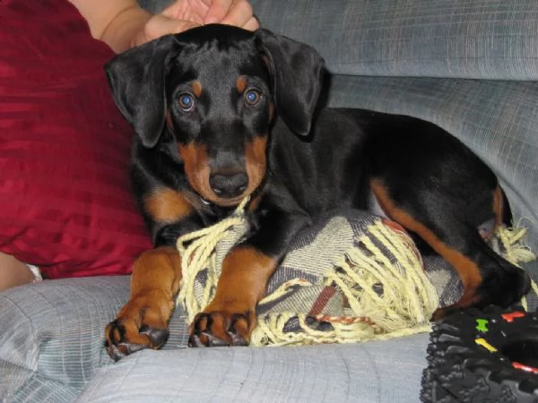 splendidi cuccioli di dobermann 