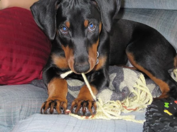 splendidi cuccioli di dobermann  | Foto 0