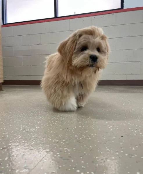 lhasa apso  | Foto 0