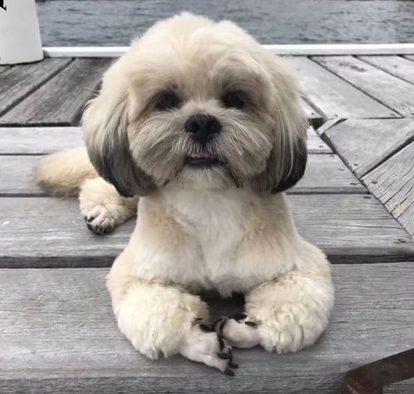 lhasa apso 