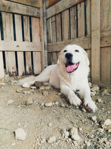 regalo hachiko