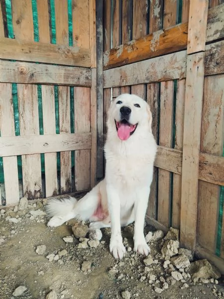 regalo hachiko | Foto 1