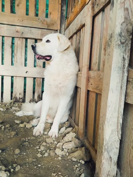 regalo hachiko | Foto 0
