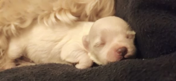 vendo cuccioli di maltese 