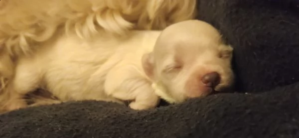 vendo cuccioli di maltese  | Foto 4