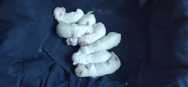 vendo cuccioli di maltese  | Foto 3