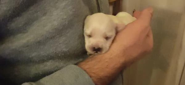 vendo cuccioli di maltese  | Foto 2