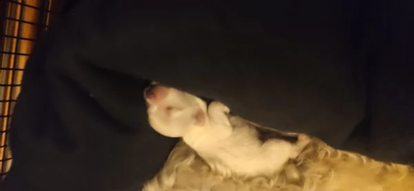 vendo cuccioli di maltese  | Foto 1