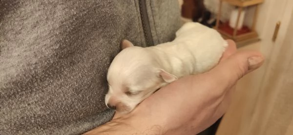 vendo cuccioli di maltese  | Foto 0