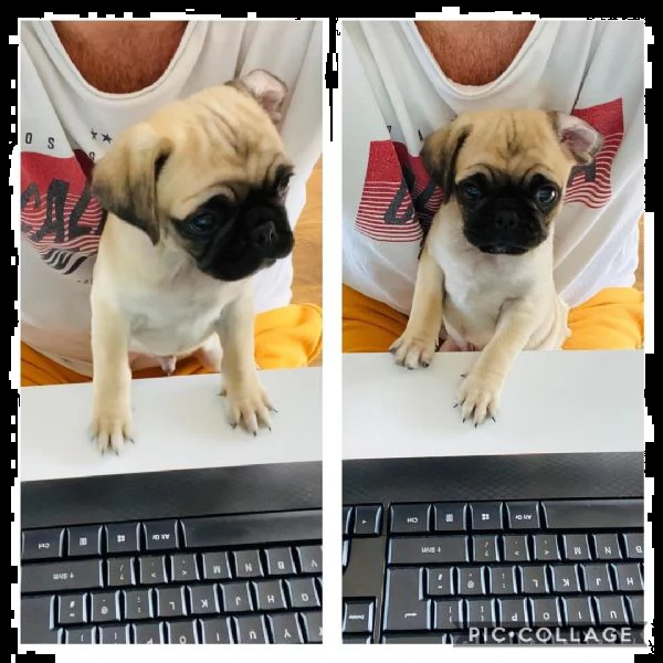 disponibili cuccioli di carlino maschio e femmina