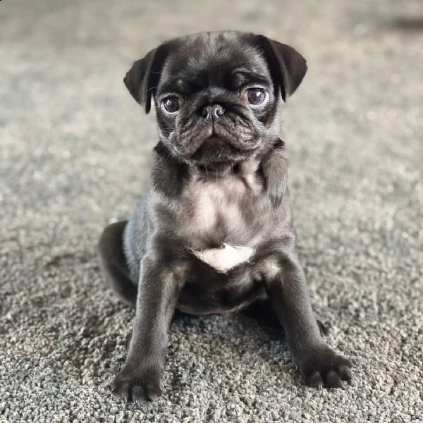 disponibili cuccioli di carlino maschio e femmina | Foto 0