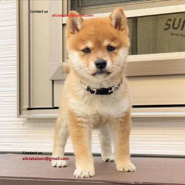 shiba inu puppies for sale