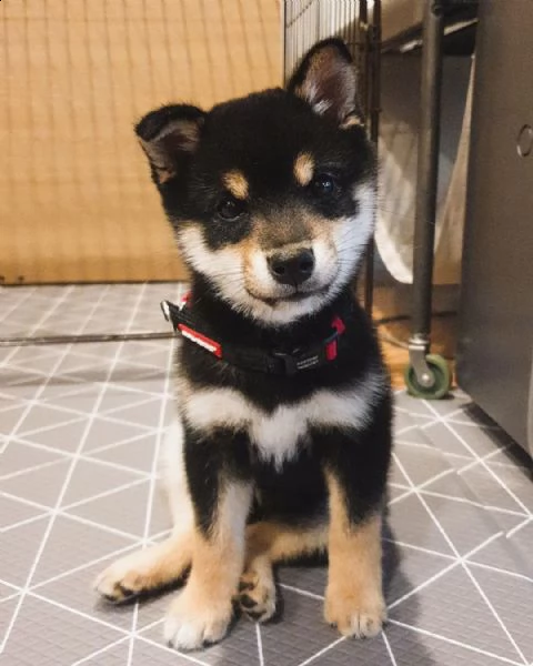 shiba inu puppies for sale | Foto 1