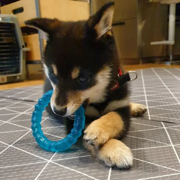 shiba inu puppies for sale | Foto 0