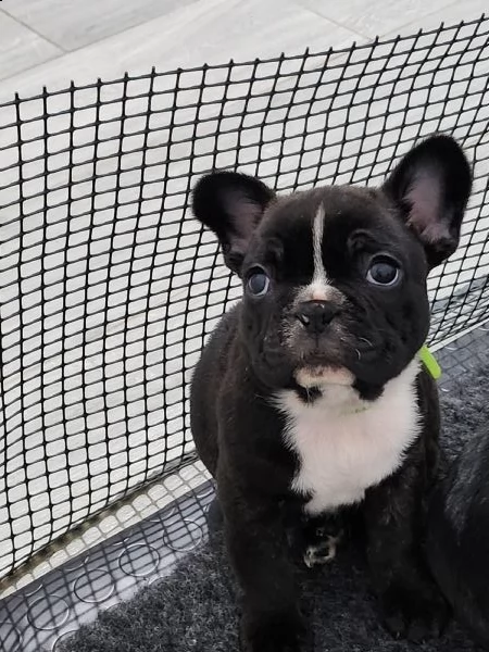 bulldog francese 
