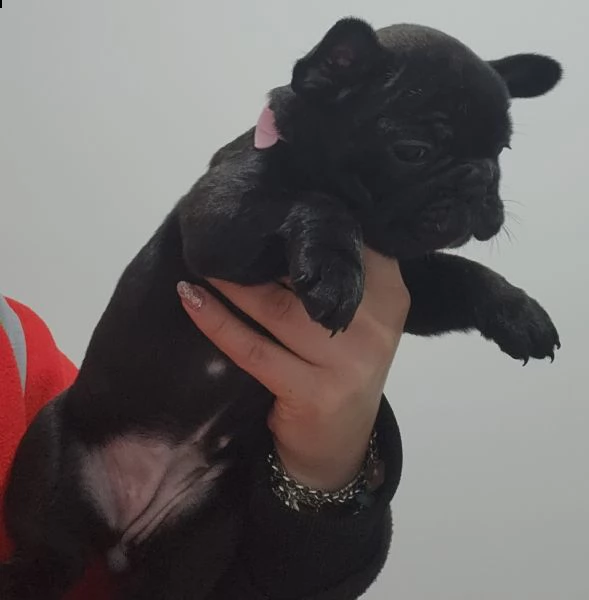 bulldog francese  | Foto 1