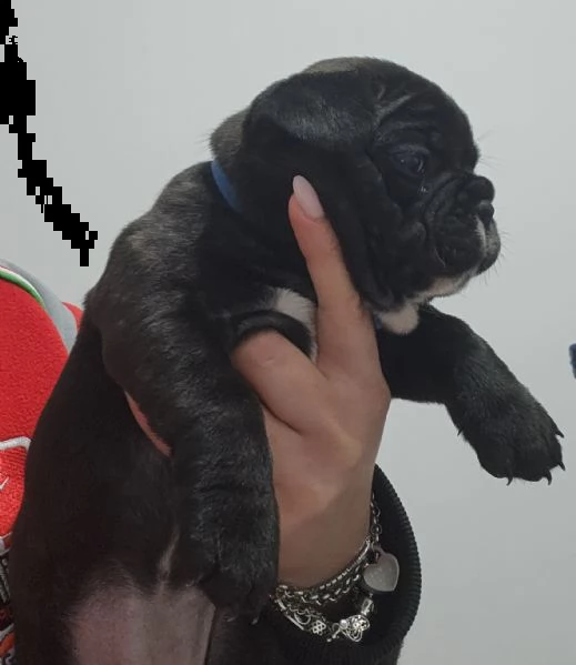 bulldog francese  | Foto 0