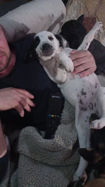 regalo cuccioli | Foto 0