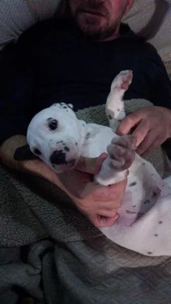 regalo cuccioli