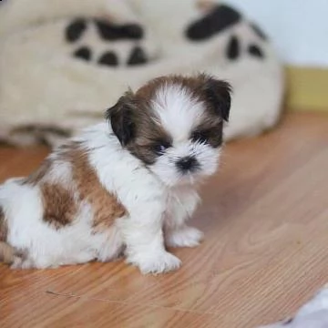 cuccioli di shitzu maschio e femmina