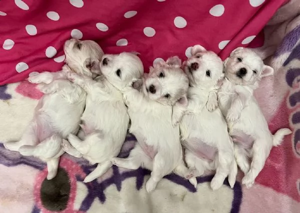 cuccioli maltesi con pedigree 