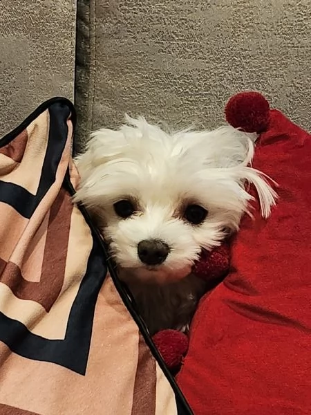 cuccioli maltesi con pedigree  | Foto 0