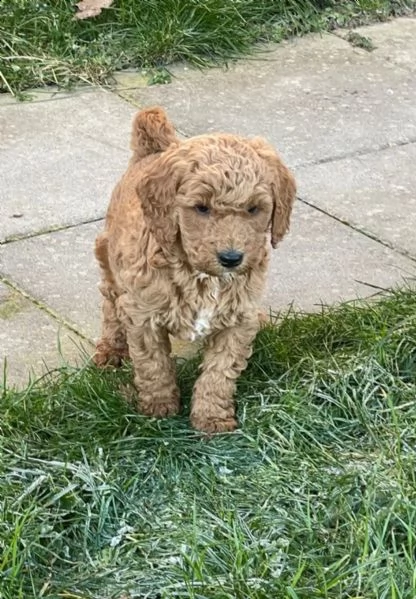 cuccioli di barboncino di razza in albicoccabeige | Foto 4