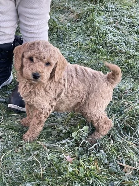 cuccioli di barboncino di razza in albicoccabeige | Foto 3