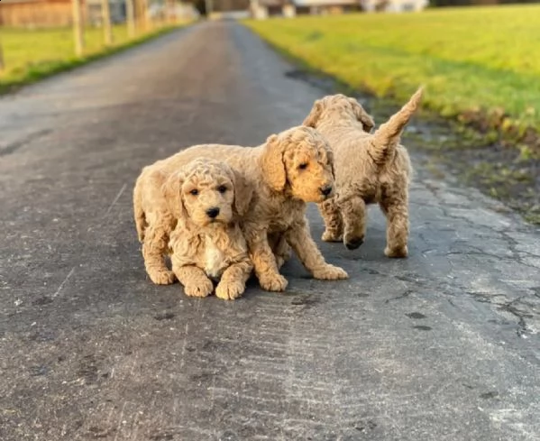 cuccioli di barboncino di razza in albicoccabeige | Foto 2