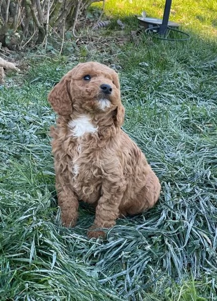 cuccioli di barboncino di razza in albicoccabeige | Foto 1