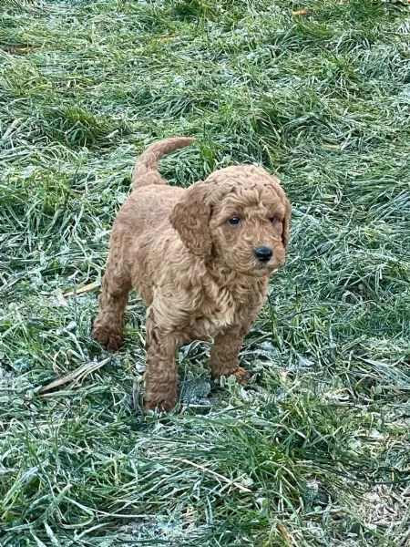 cuccioli di barboncino di razza in albicoccabeige
