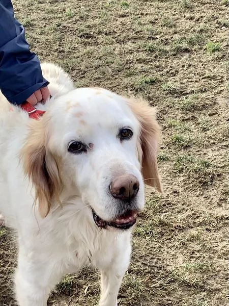 adozione del cuore per argo, per favore se non potete adottarlo, aiutateci a farlo girare…grazie  | Foto 3
