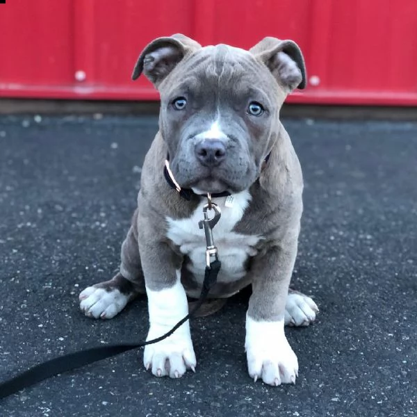 vendita cuccioli di pitbull  | Foto 0