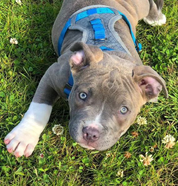 vendita cuccioli di pitbull .