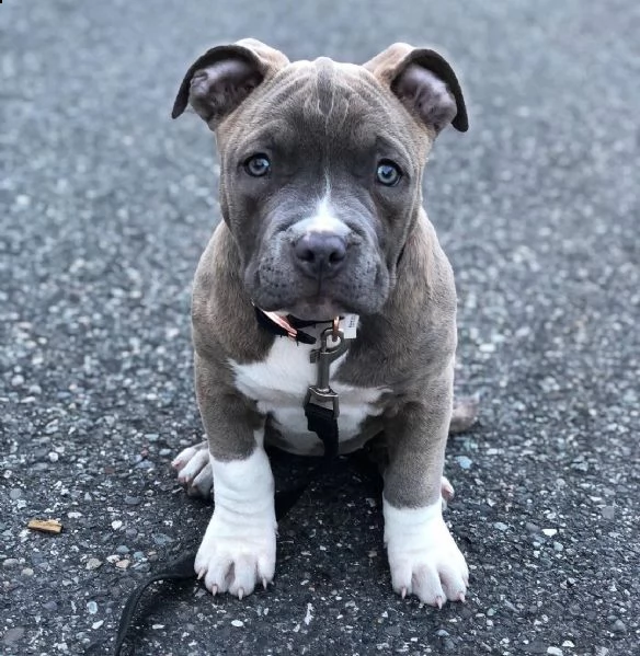 vendita cuccioli pitbull  | Foto 1