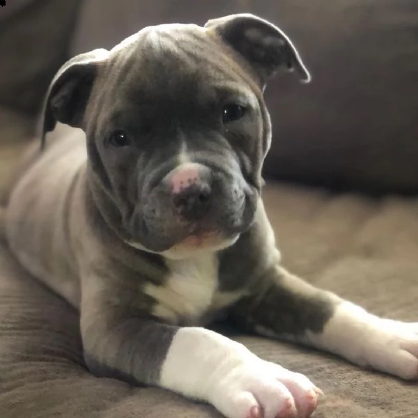 vendita cuccioli pitbull 