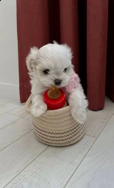 regalo  maltese mini toy