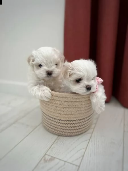 regalo  maltese mini toy | Foto 0