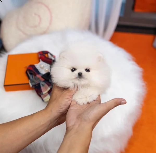 regalo  volpino pomerania mini toy  | Foto 0