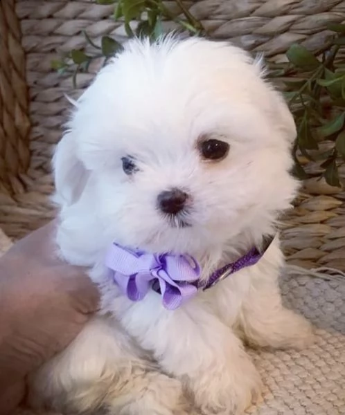 regalo  maltese mini toy//