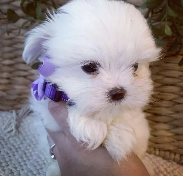 regalo  maltese mini toy | Foto 0